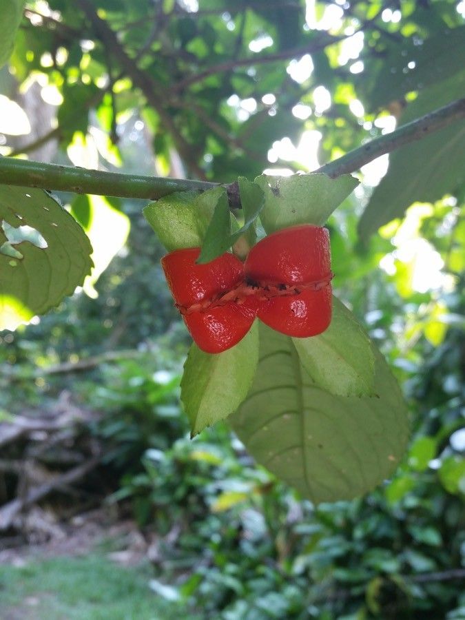 Drymonia serrulata fruit