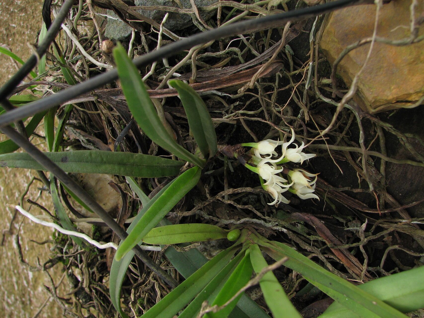 Cyrtorchis aschersonii habit