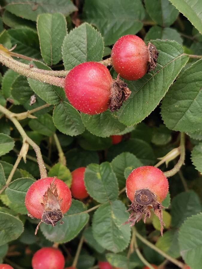 Rosa moschata fruit