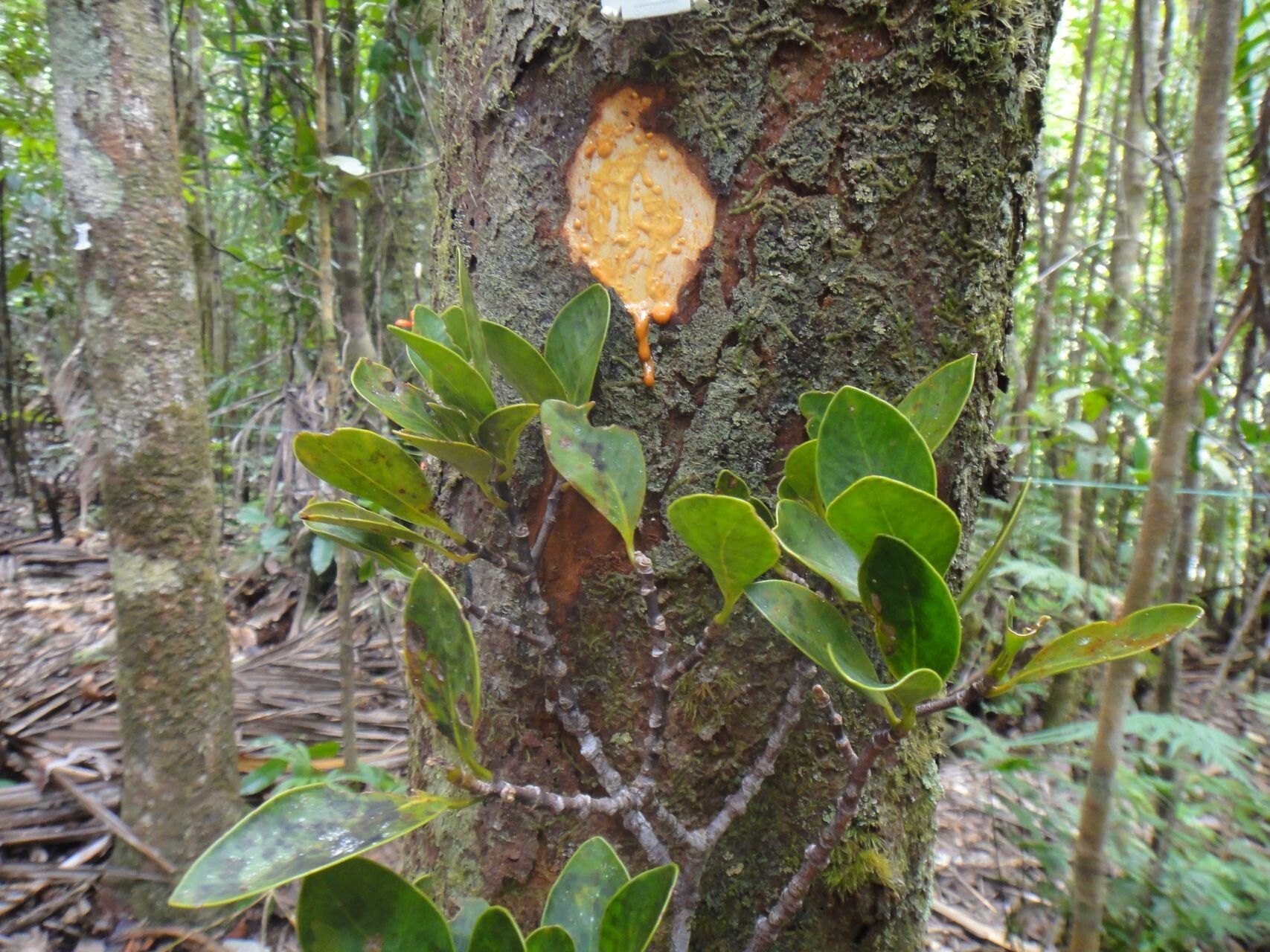 Garcinia virgata habit