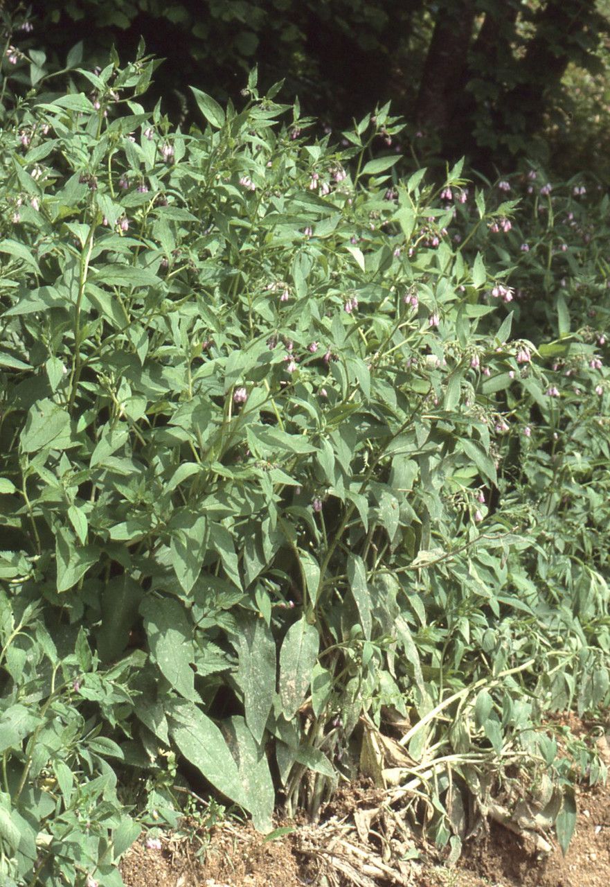 Symphytum peregrinum habit
