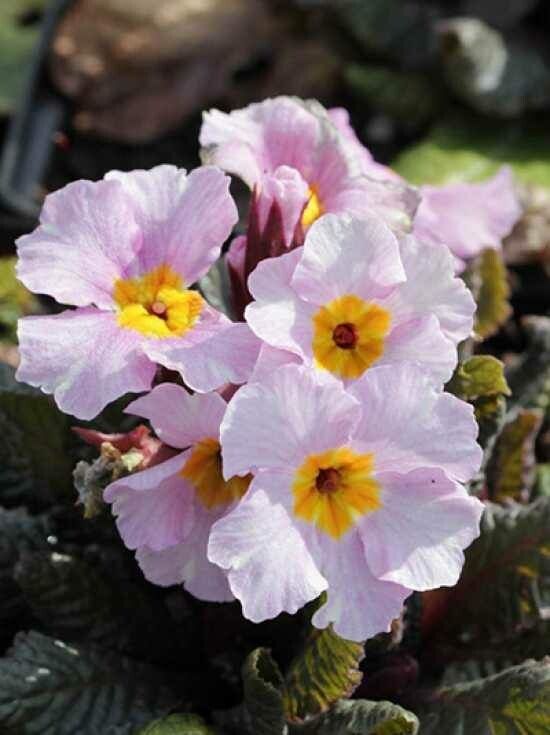 Primula × pubescens flower