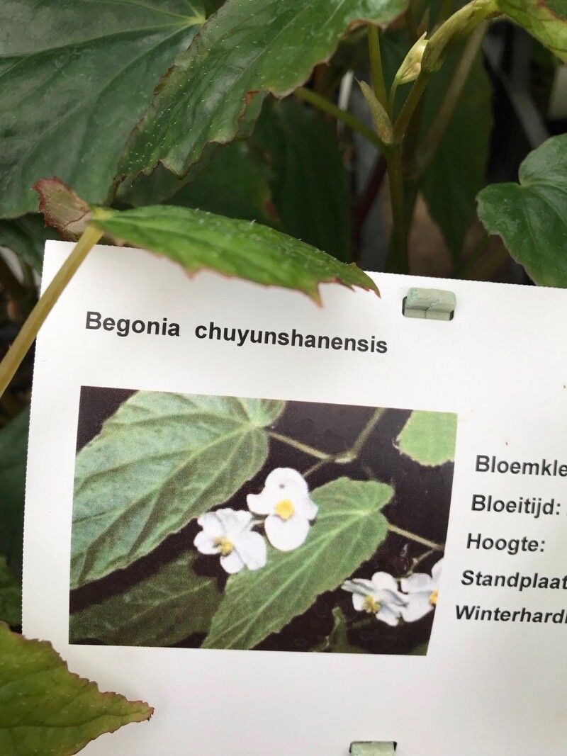 Begonia chuyunshanensis — houseplant care guide
