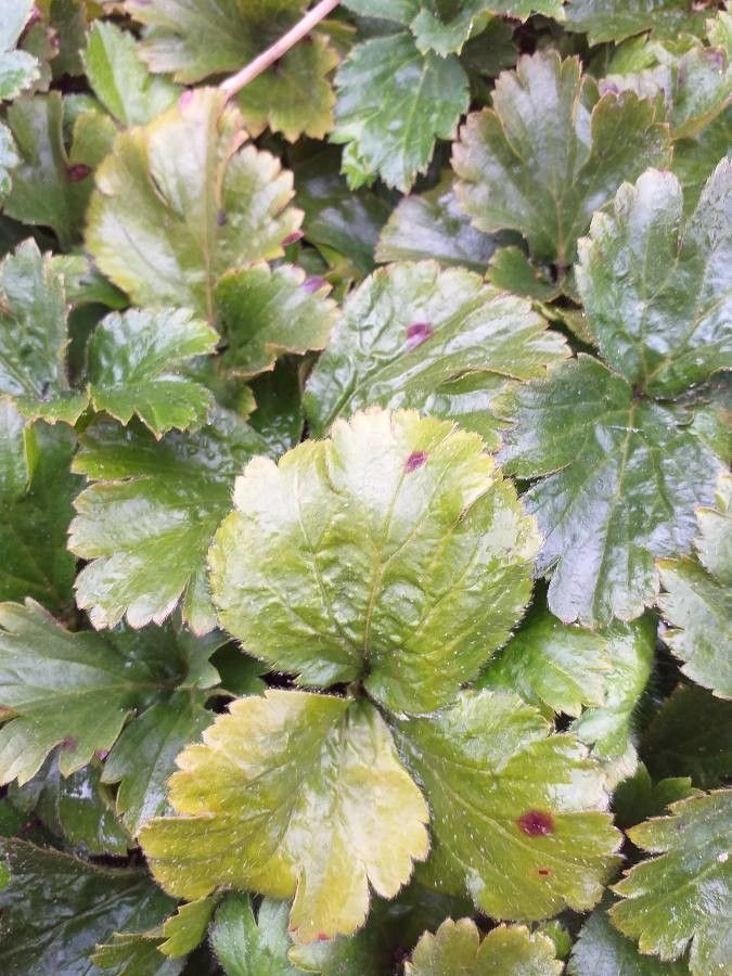 Waldsteinia ternata — search result for 'Russia'