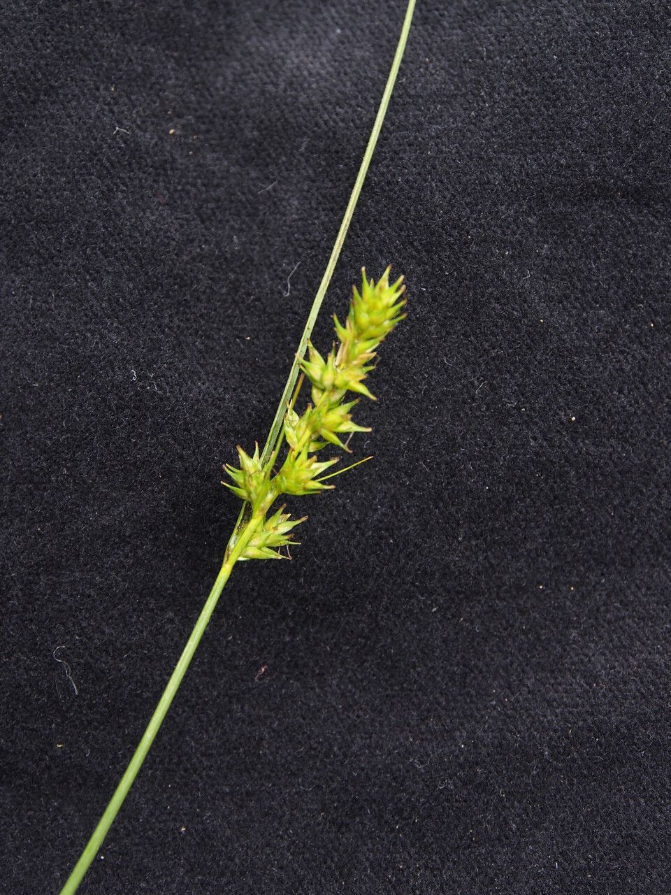 Carex nubigena fruit