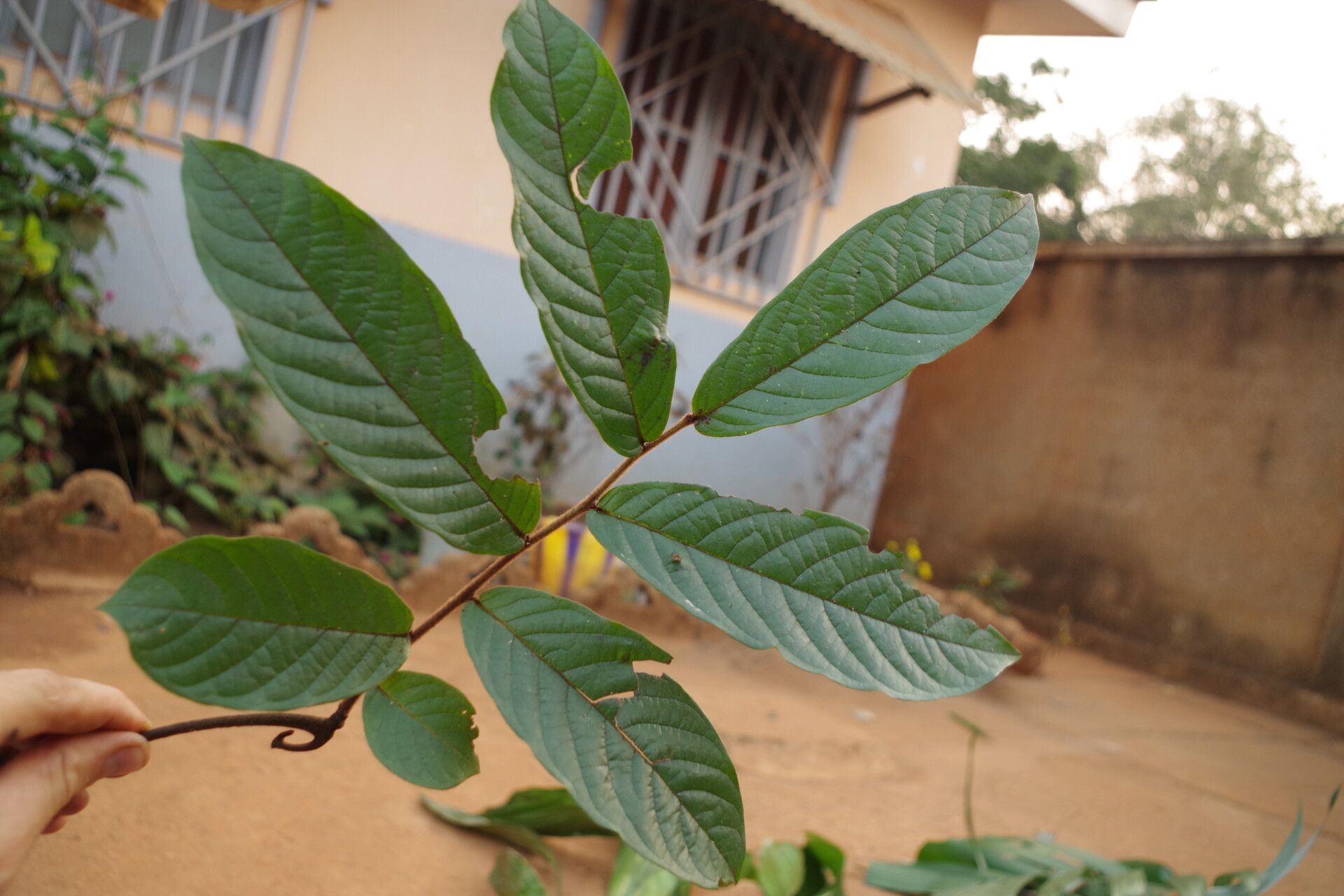 Artabotrys dielsianus — houseplant care guide