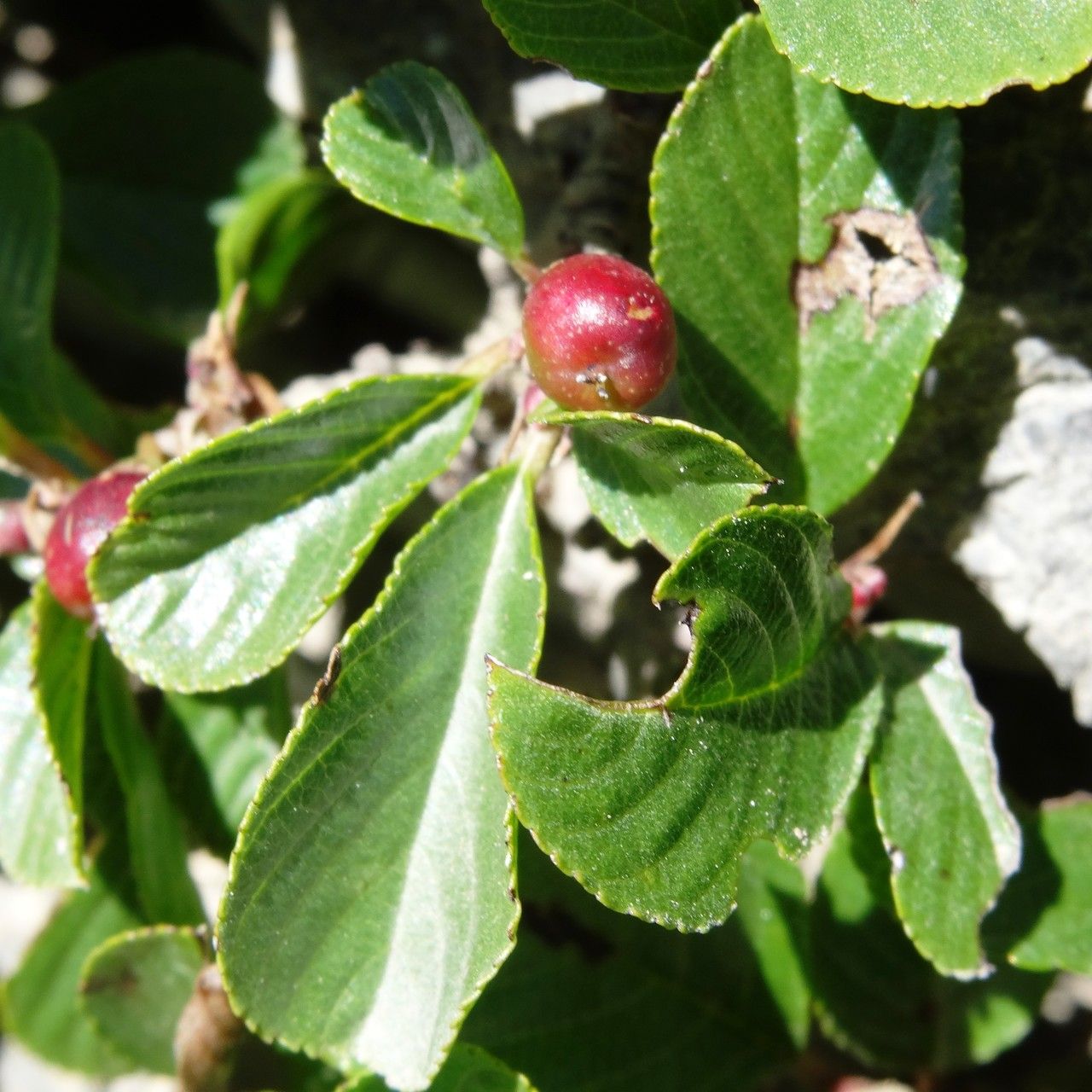 Rhamnus pumila fruit