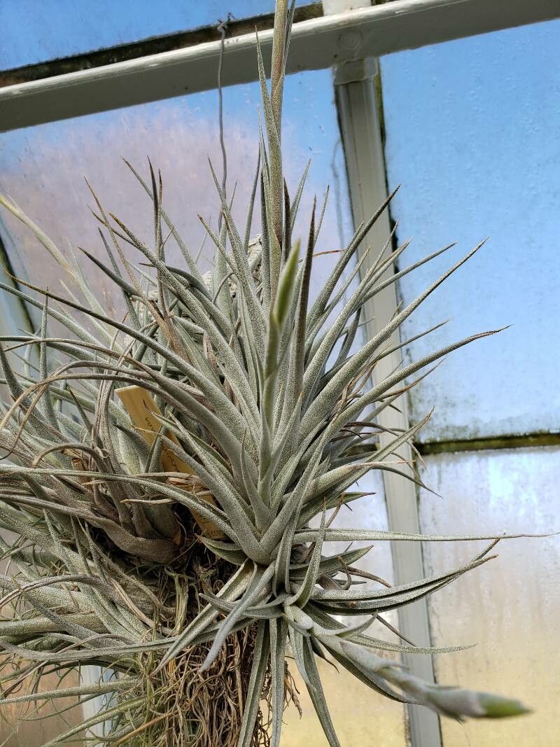 Tillandsia karwinskyana — houseplant care guide