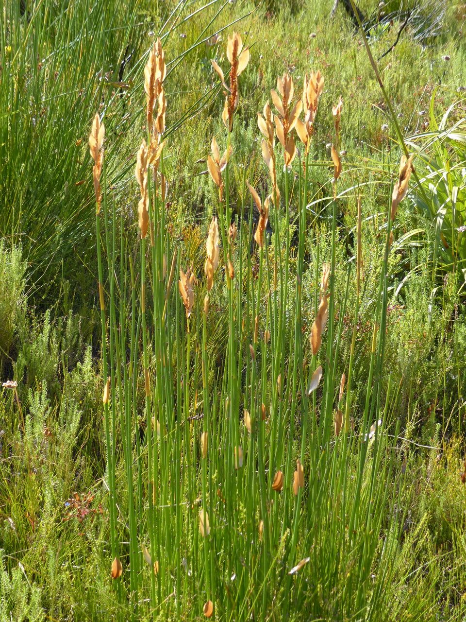 Elegia persistens habit