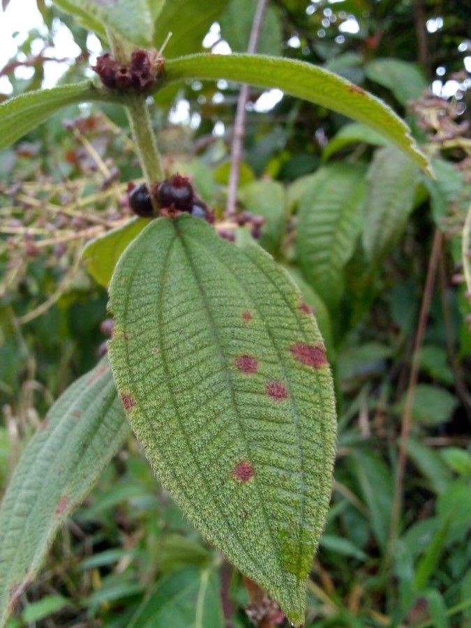 Clidemia sericea fruit