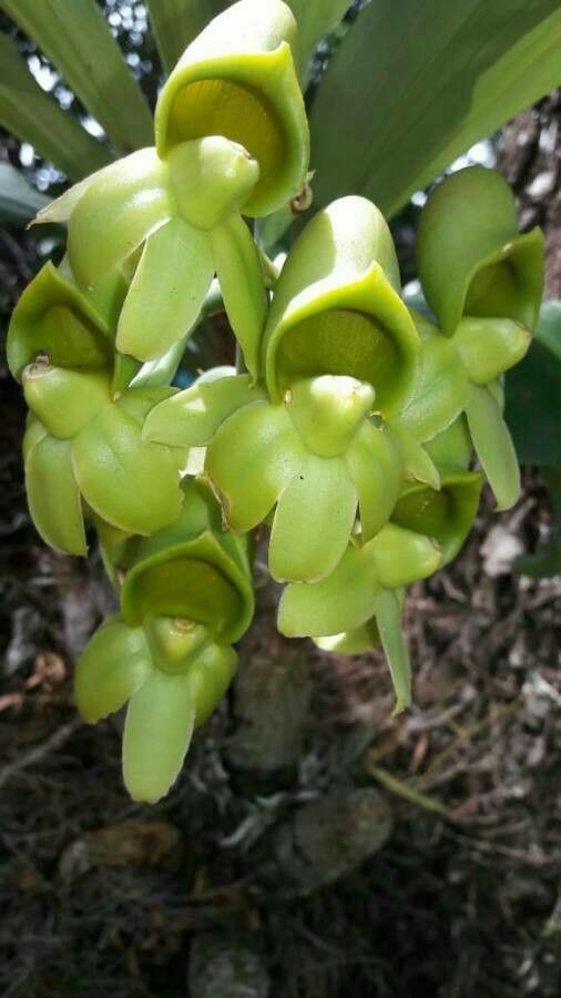 Epidendrum rigidum flower
