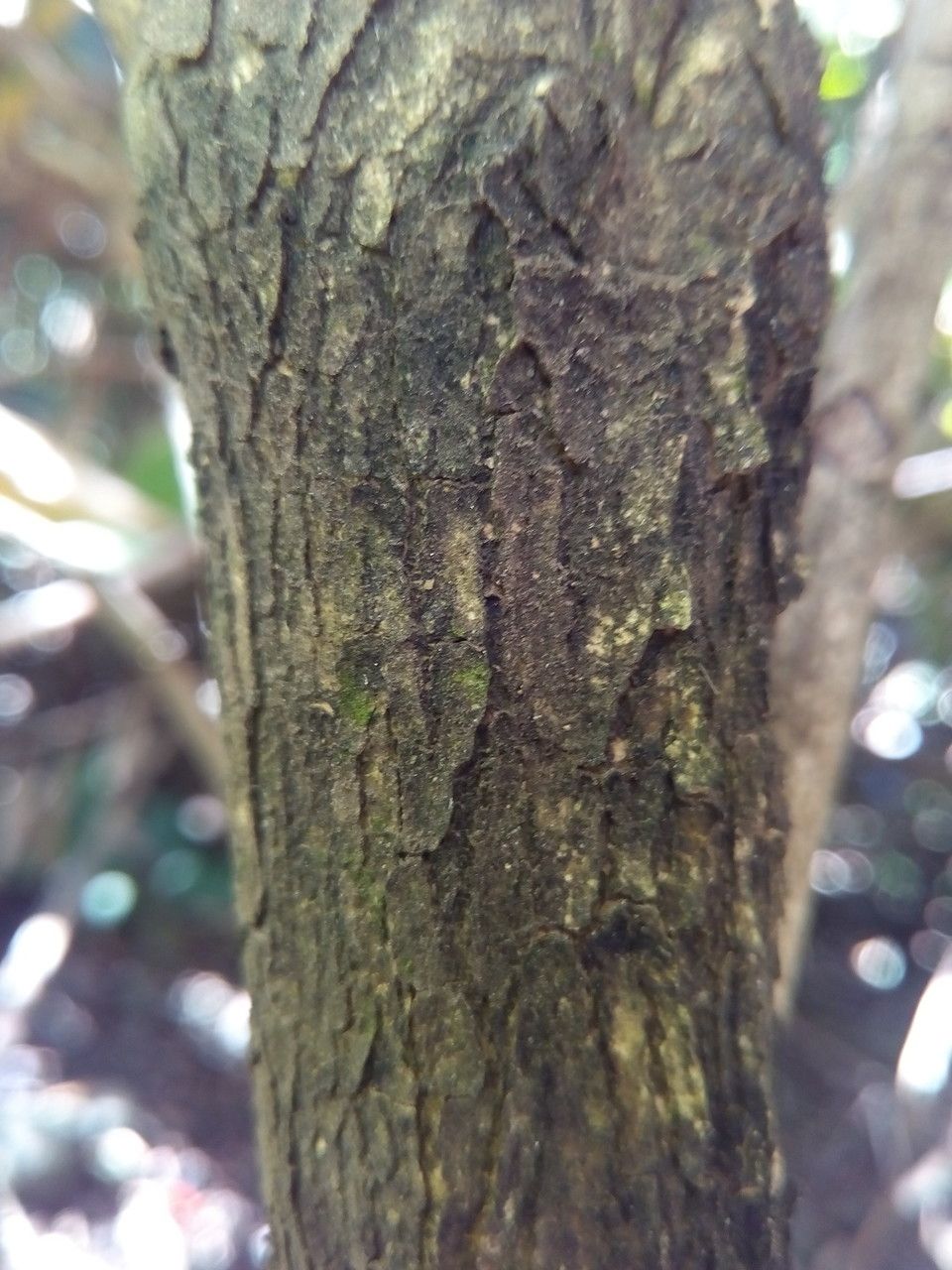 Graptophyllum pictum bark