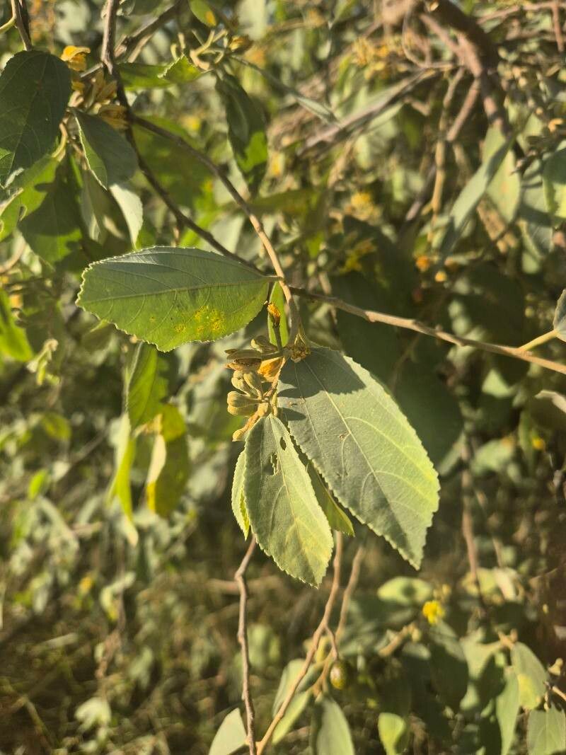 Grewia velutina — houseplant care guide