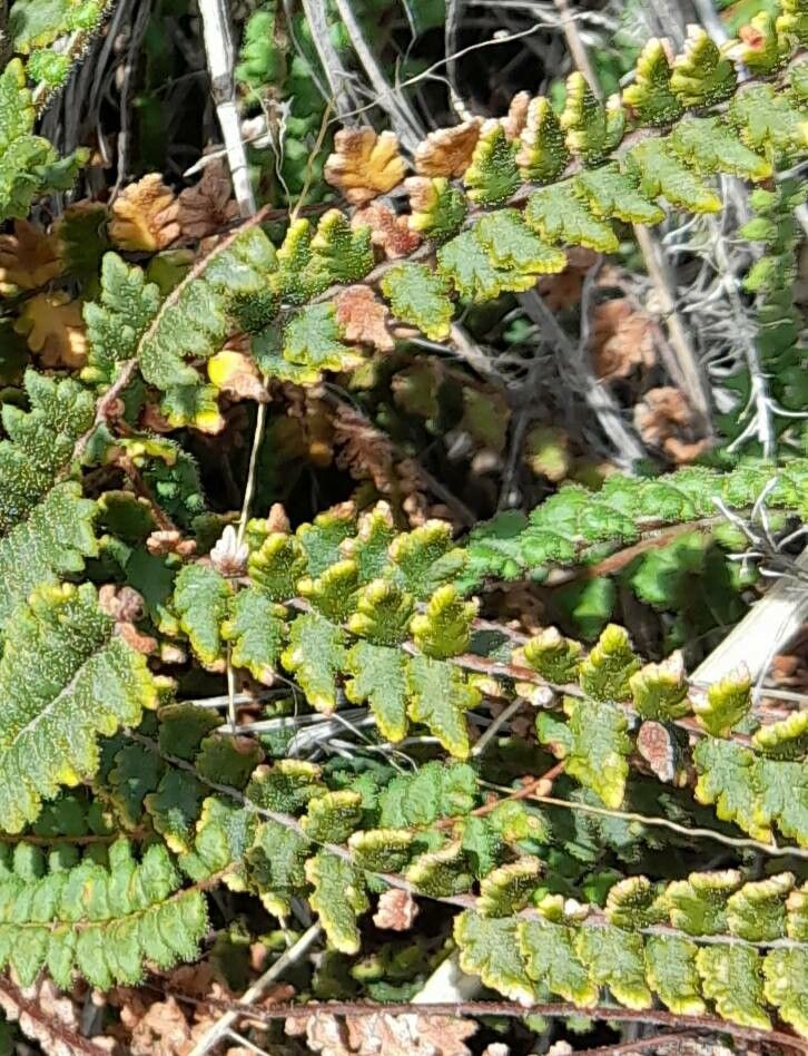 Cheilanthes micropteris leaf