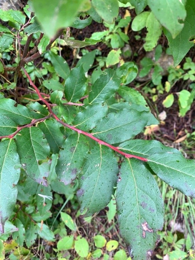 Vaccinium membranaceum leaf