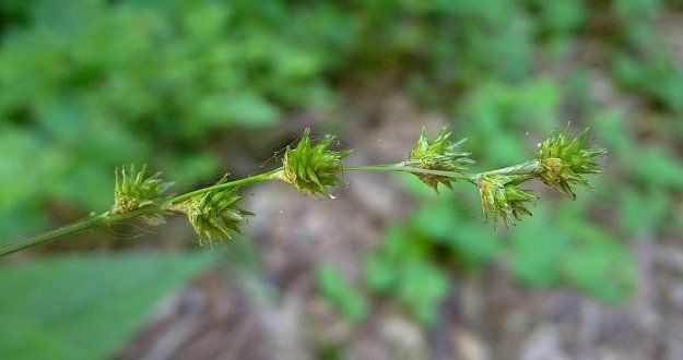 Carex tenera fruit