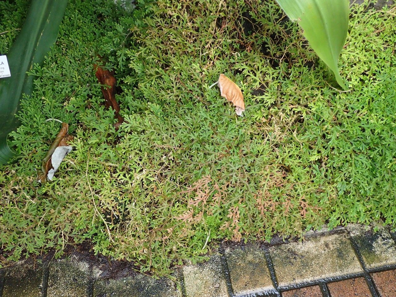 Selaginella concinna habit