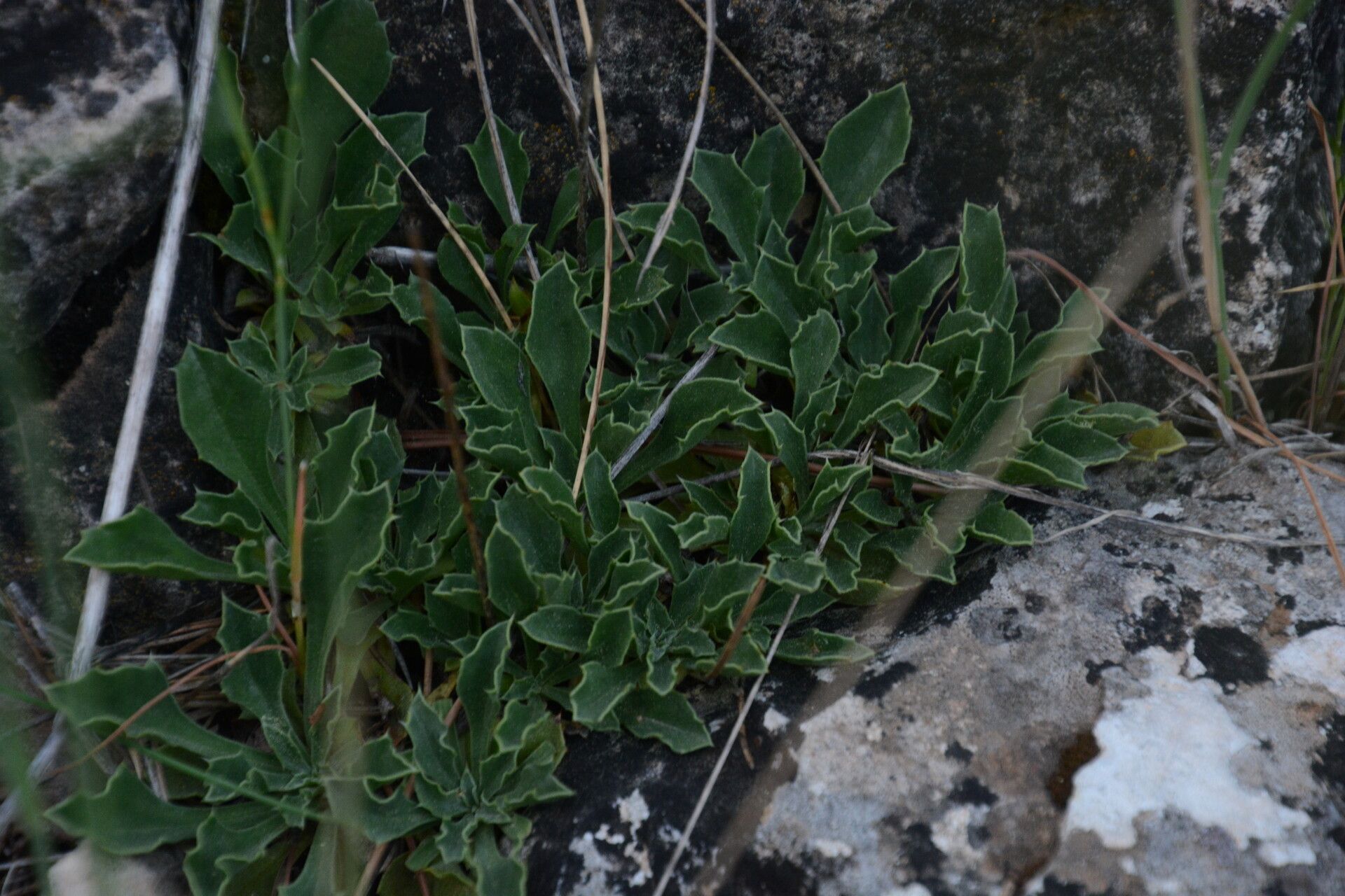 Globularia spinosa — houseplant care guide