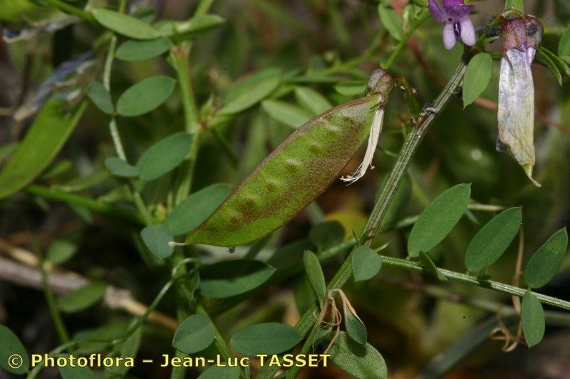 Vicia elegantissima fruit