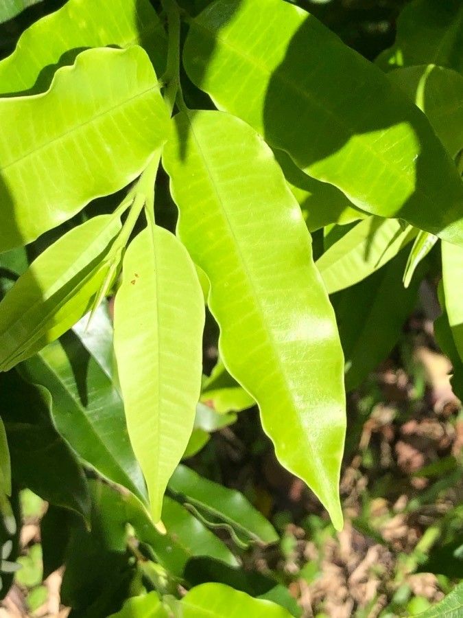 Lacmellea edulis — related species from the same genus