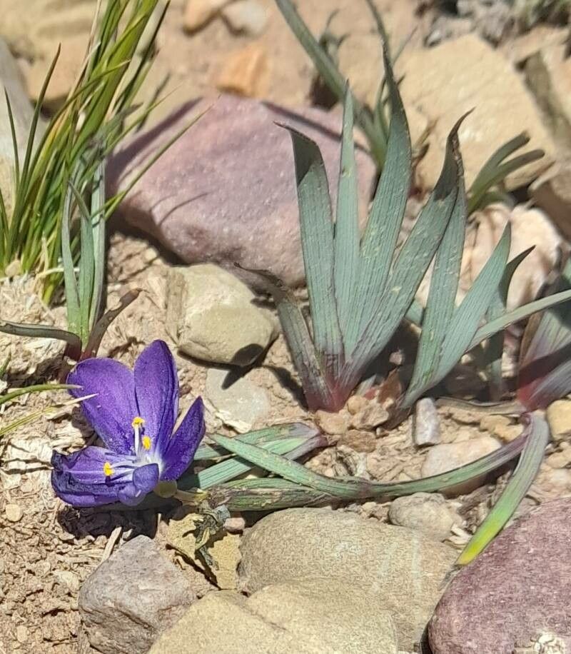 Sisyrinchium humahuacense habit