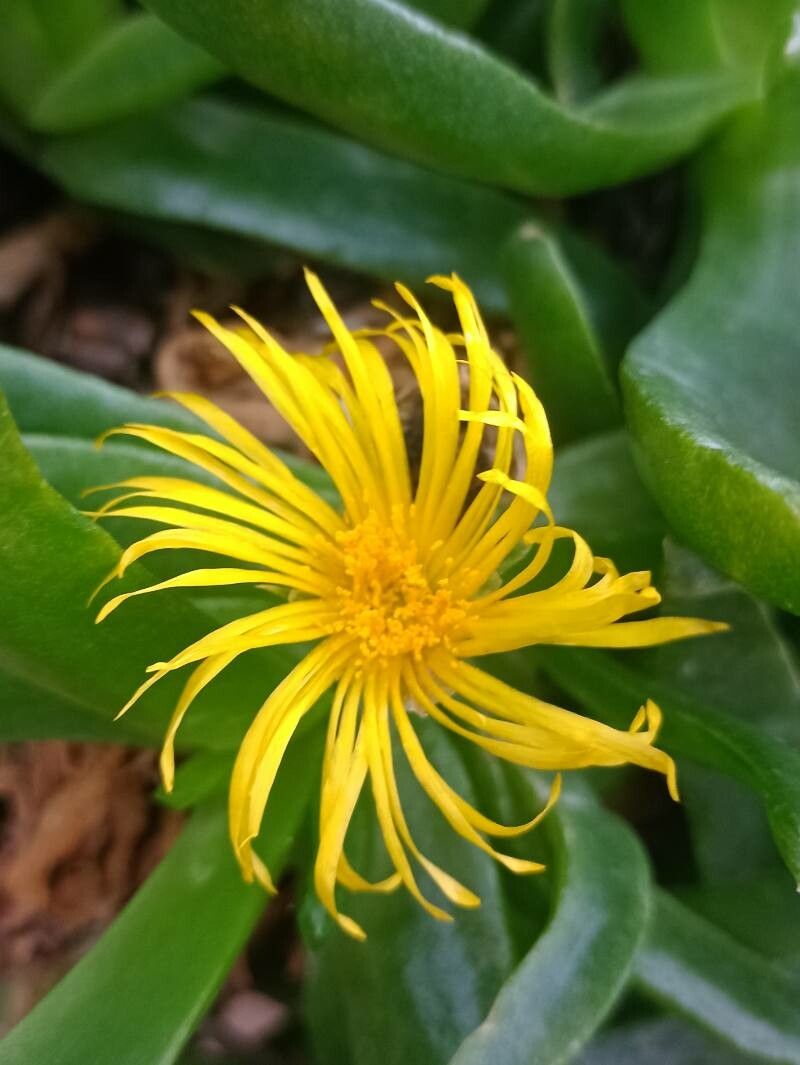 Glottiphyllum difforme flower