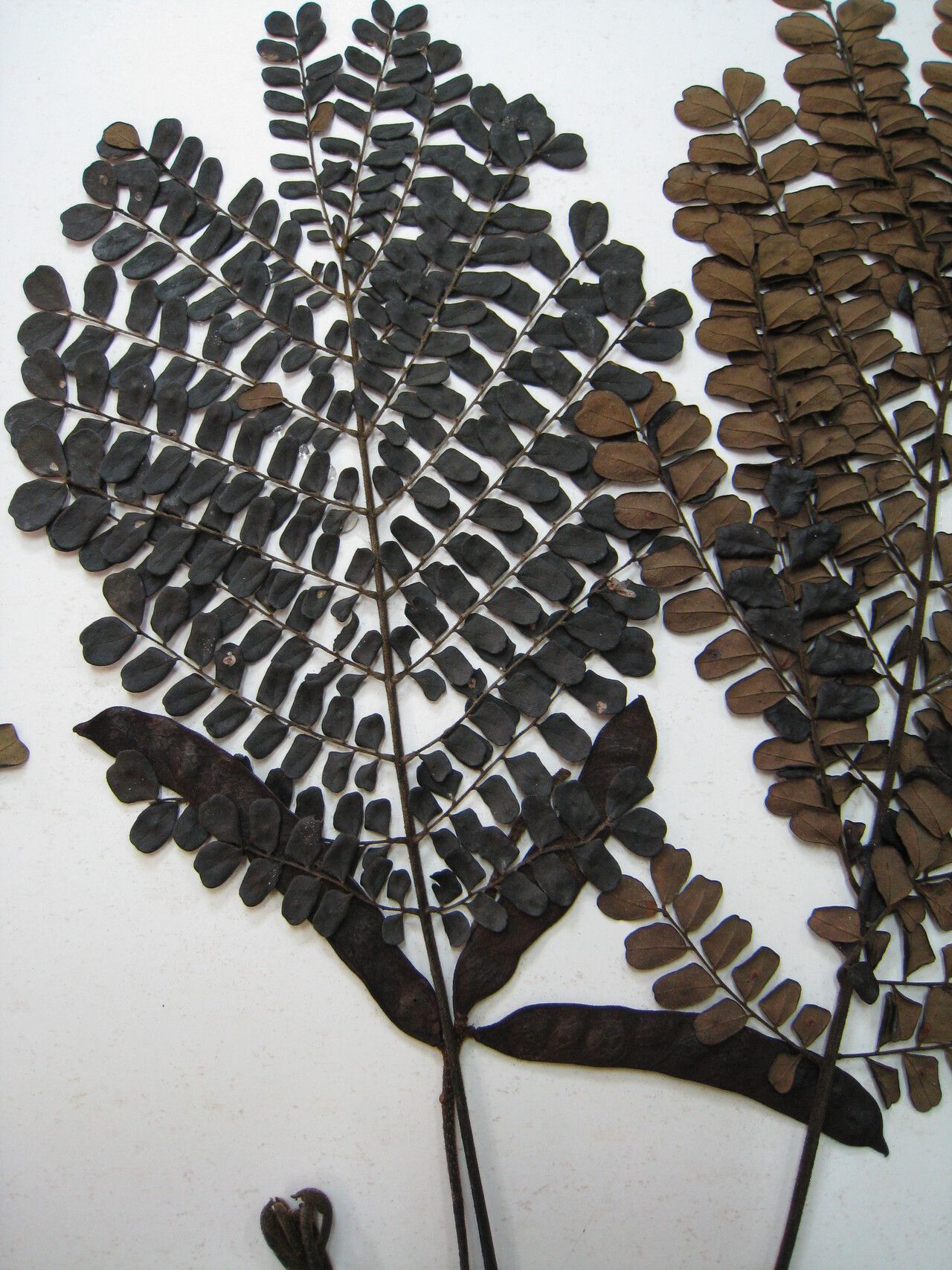 Stryphnodendron guianense other