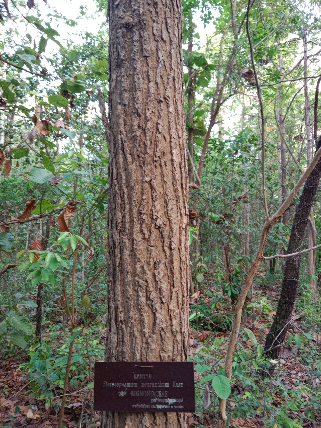 Stereospermum neuranthum — search result for 'Stereospermum'