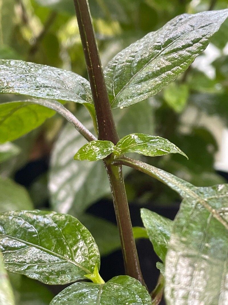 Eranthemum wattii bark