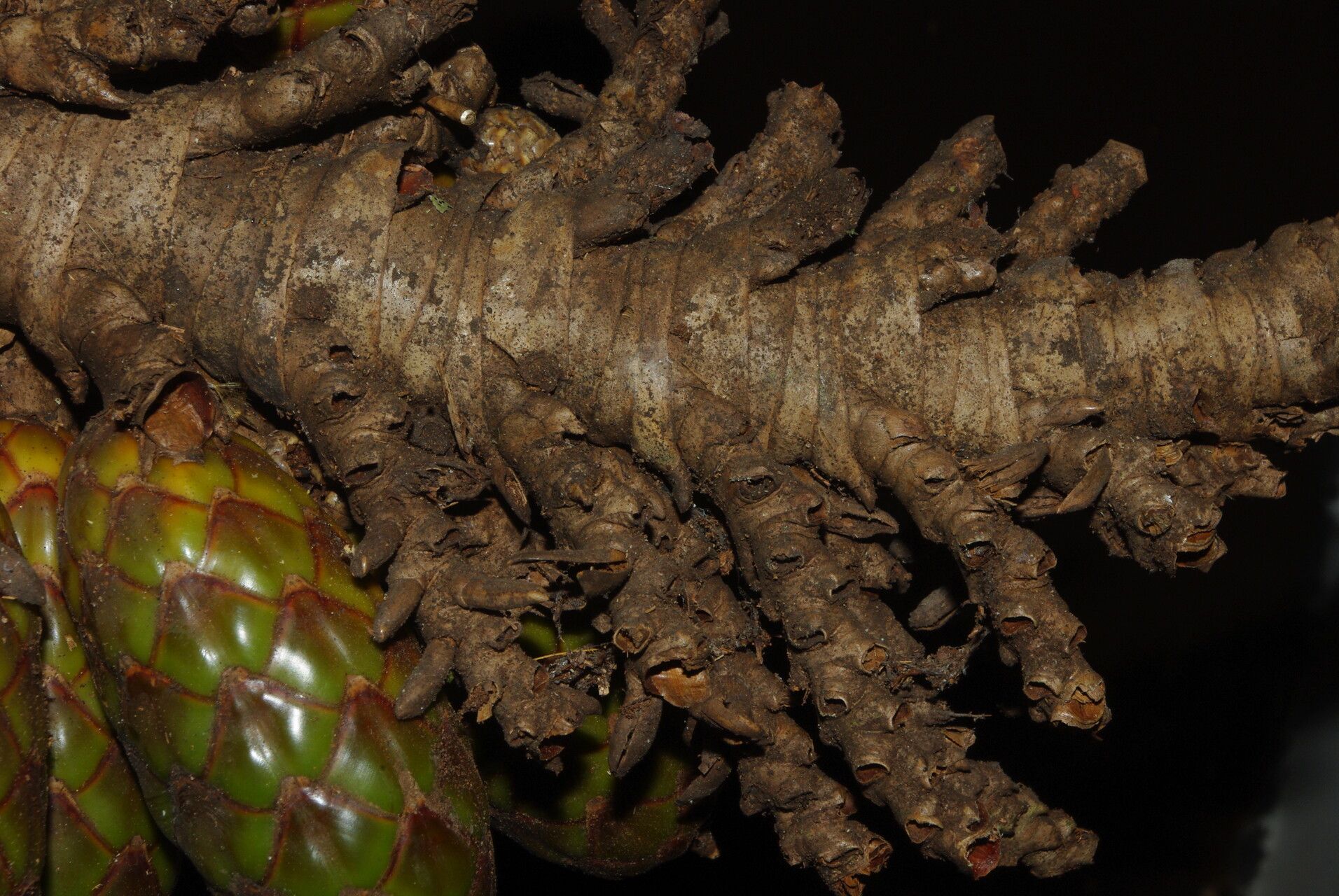 Raphia zamiana fruit