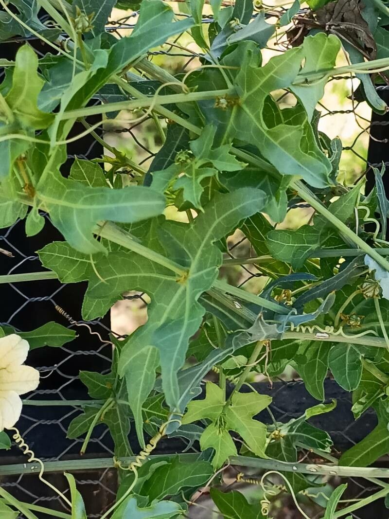 Coccinia sessilifolia — houseplant care guide