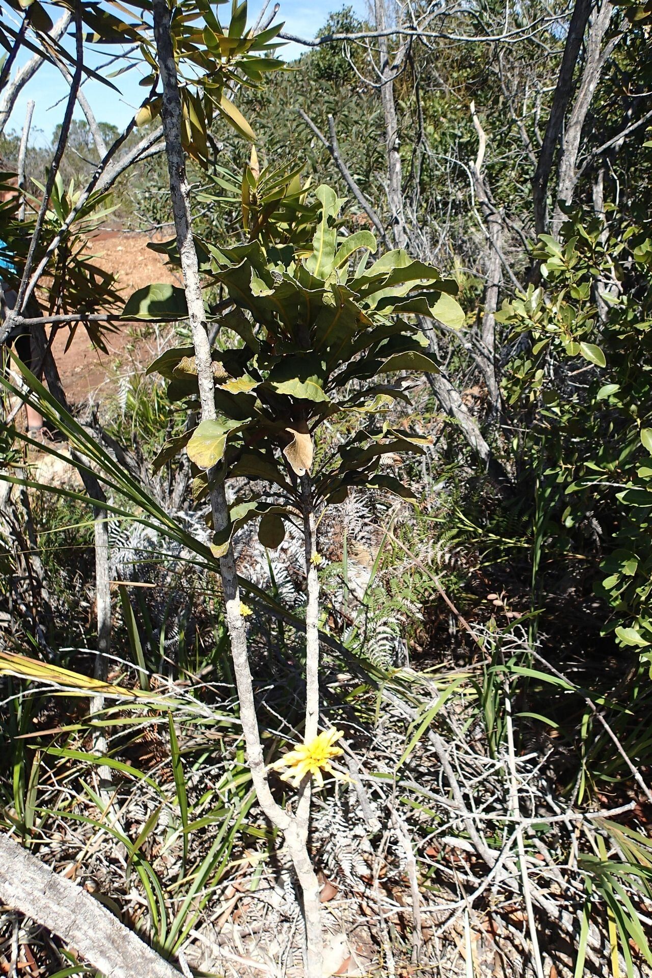 Oxera baladica habit