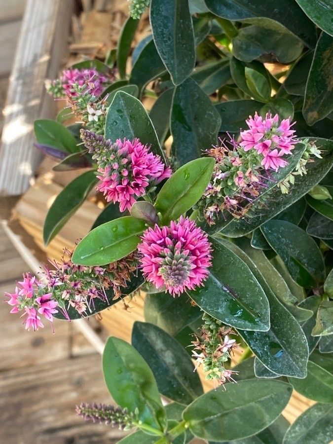 Veronica × andersonii flower