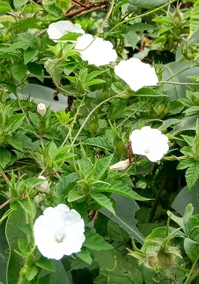 Merremia cissoides flower