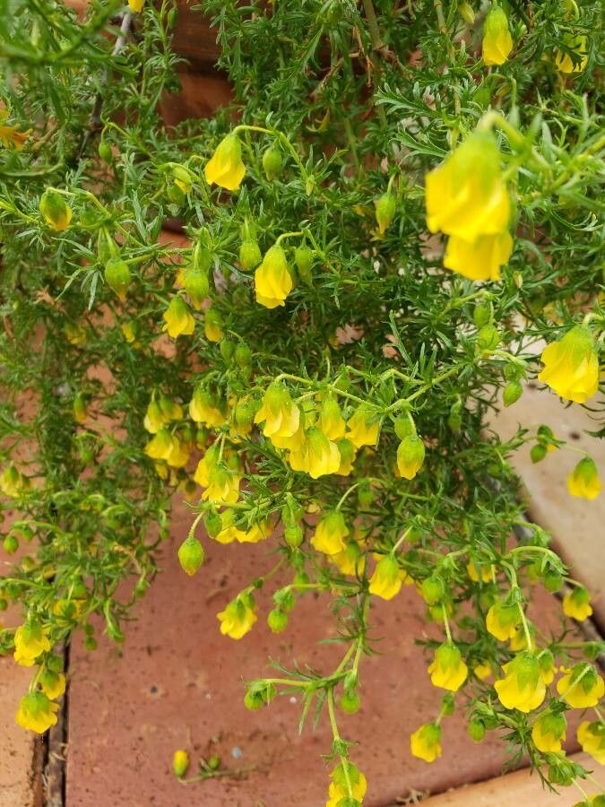 Hermannia pinnata flower