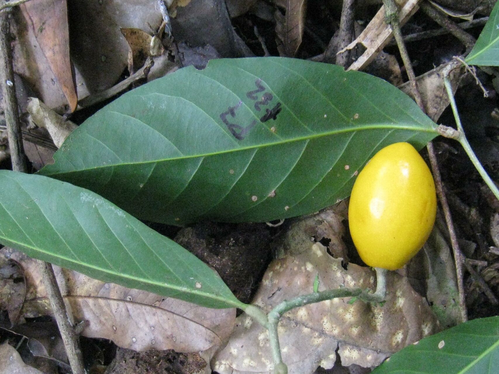 Couepia joaquinae — houseplant care guide