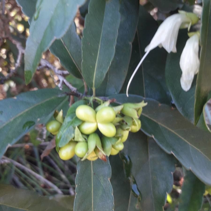 Oxera brevicalyx fruit