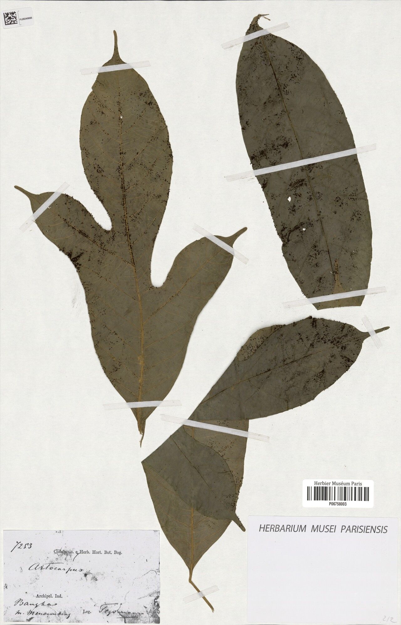 Artocarpus anisophyllus — related species from the same genus