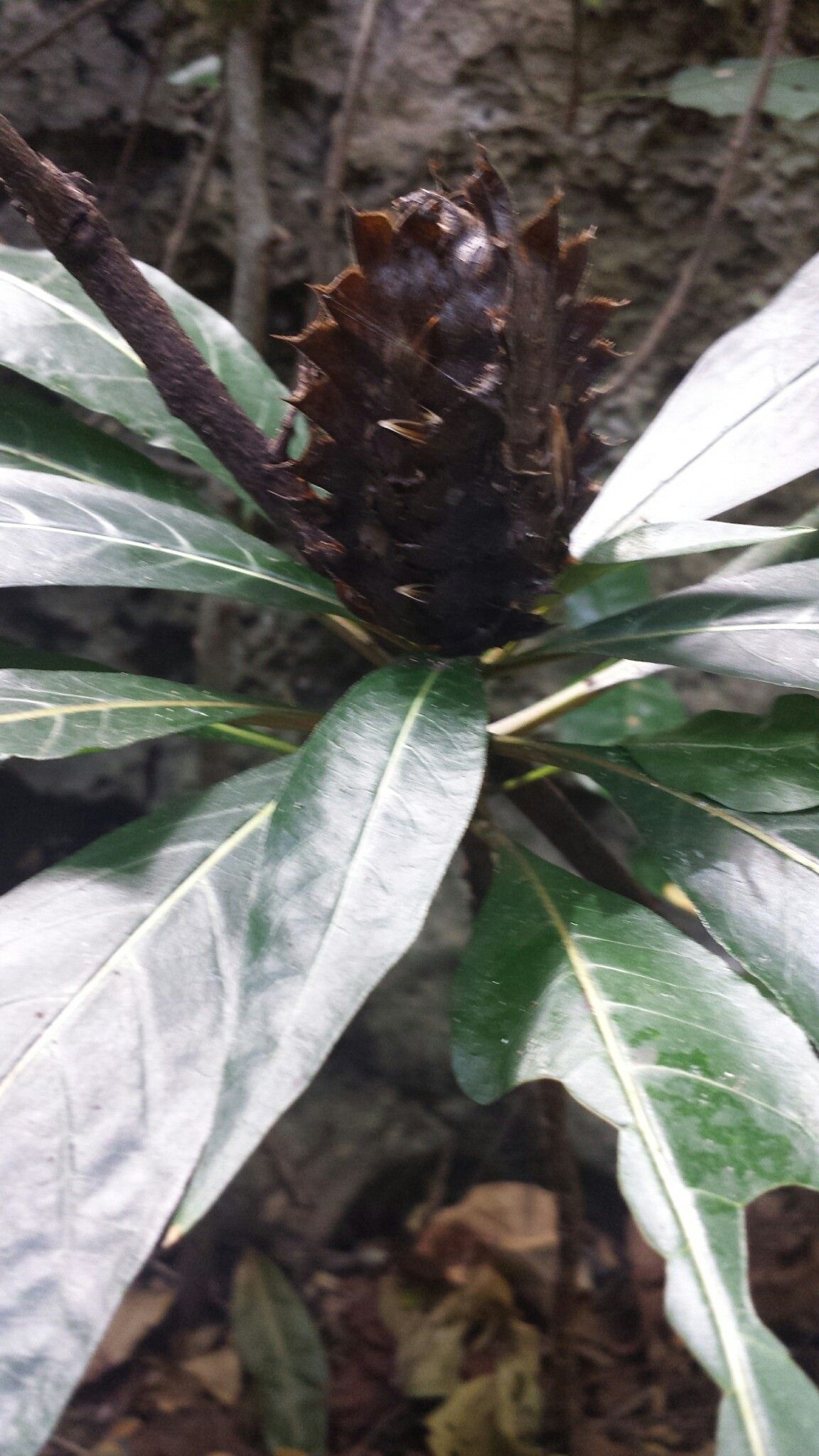 Crossandra multidentata — search result for 'Crossandra'