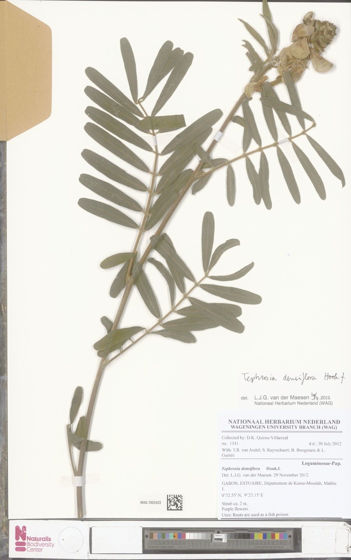 Tephrosia densiflora — houseplant care guide