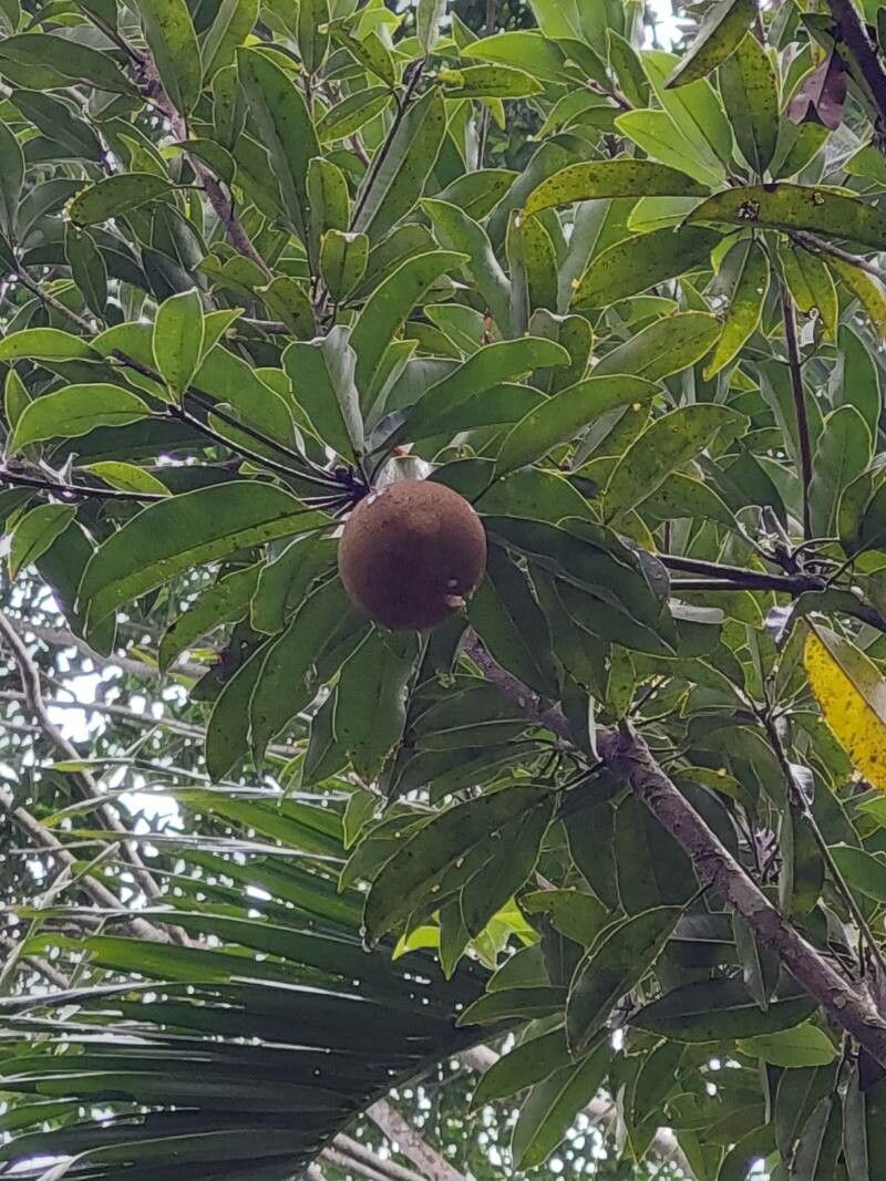 Manilkara zapota fruit