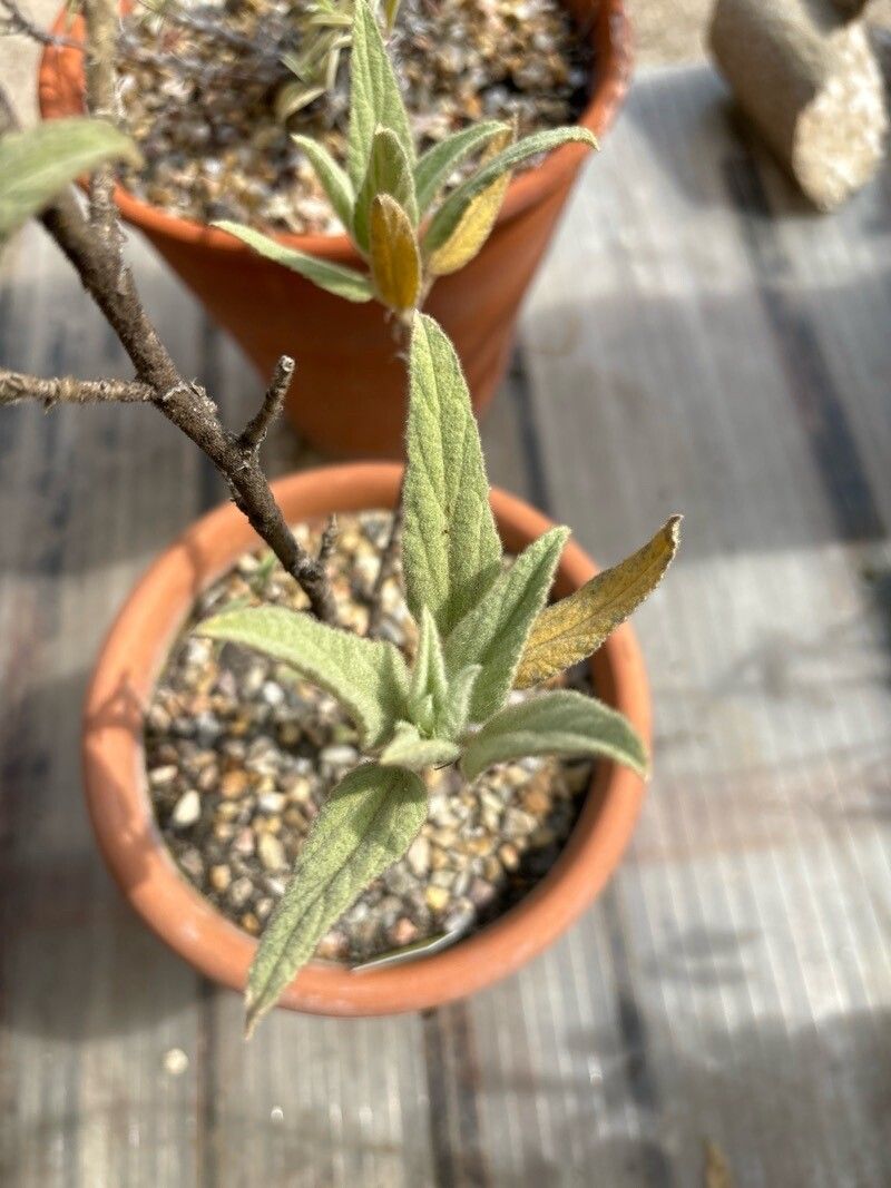 Malva oblongifolia leaf