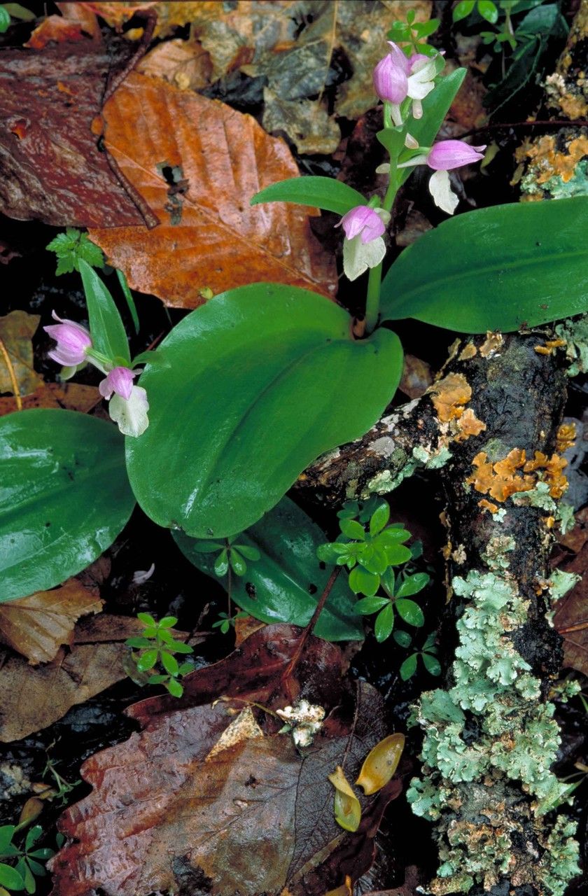 Galearis spectabilis habit
