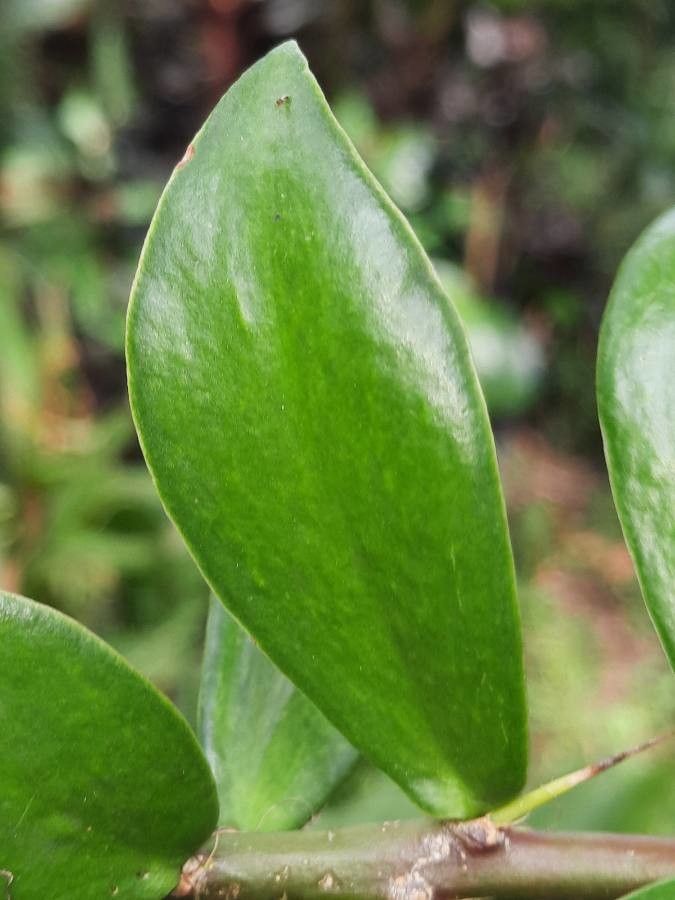 Pereskia lychnidiflora — search result for 'Pereskia'