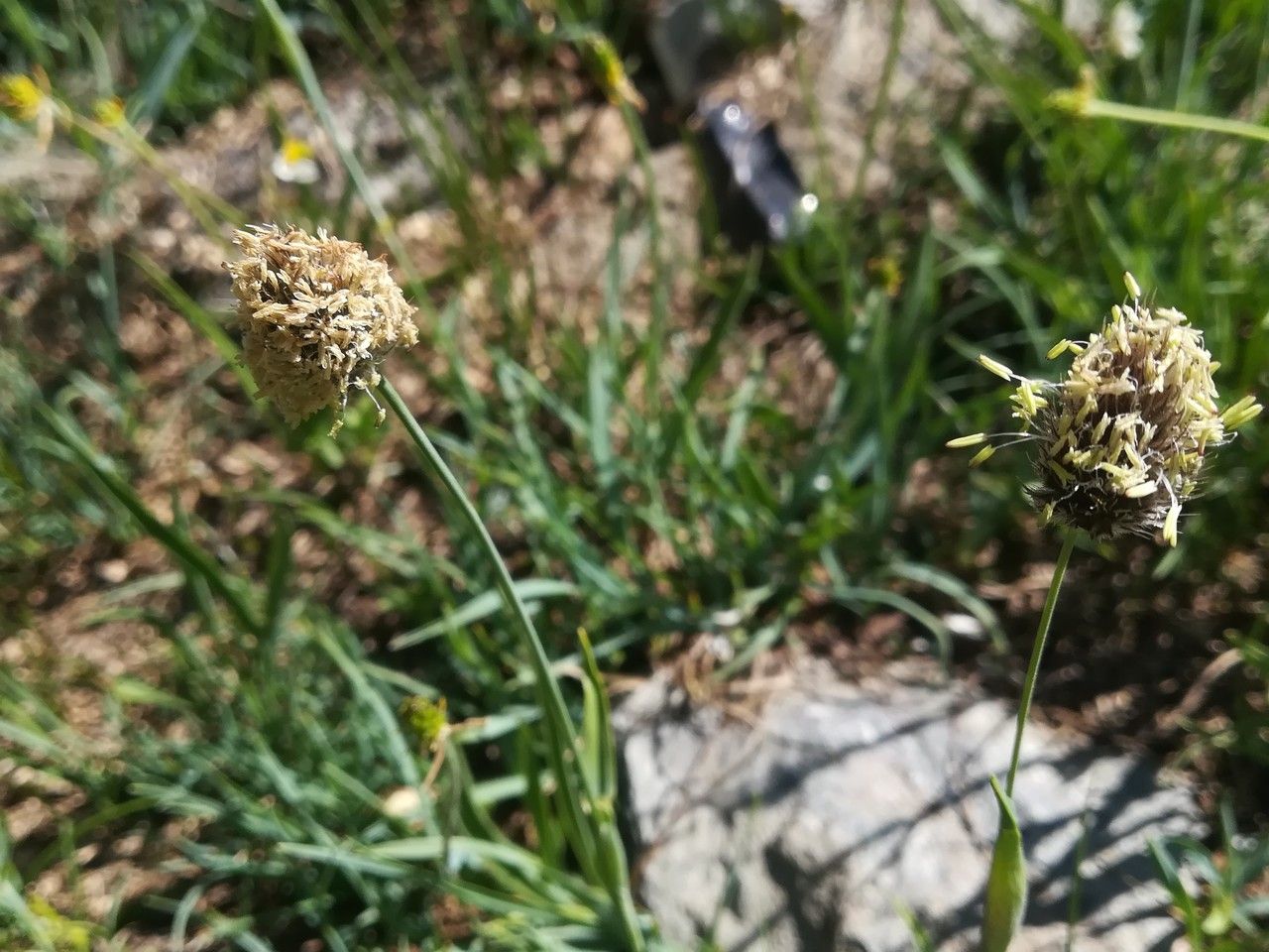 Alopecurus gerardi flower