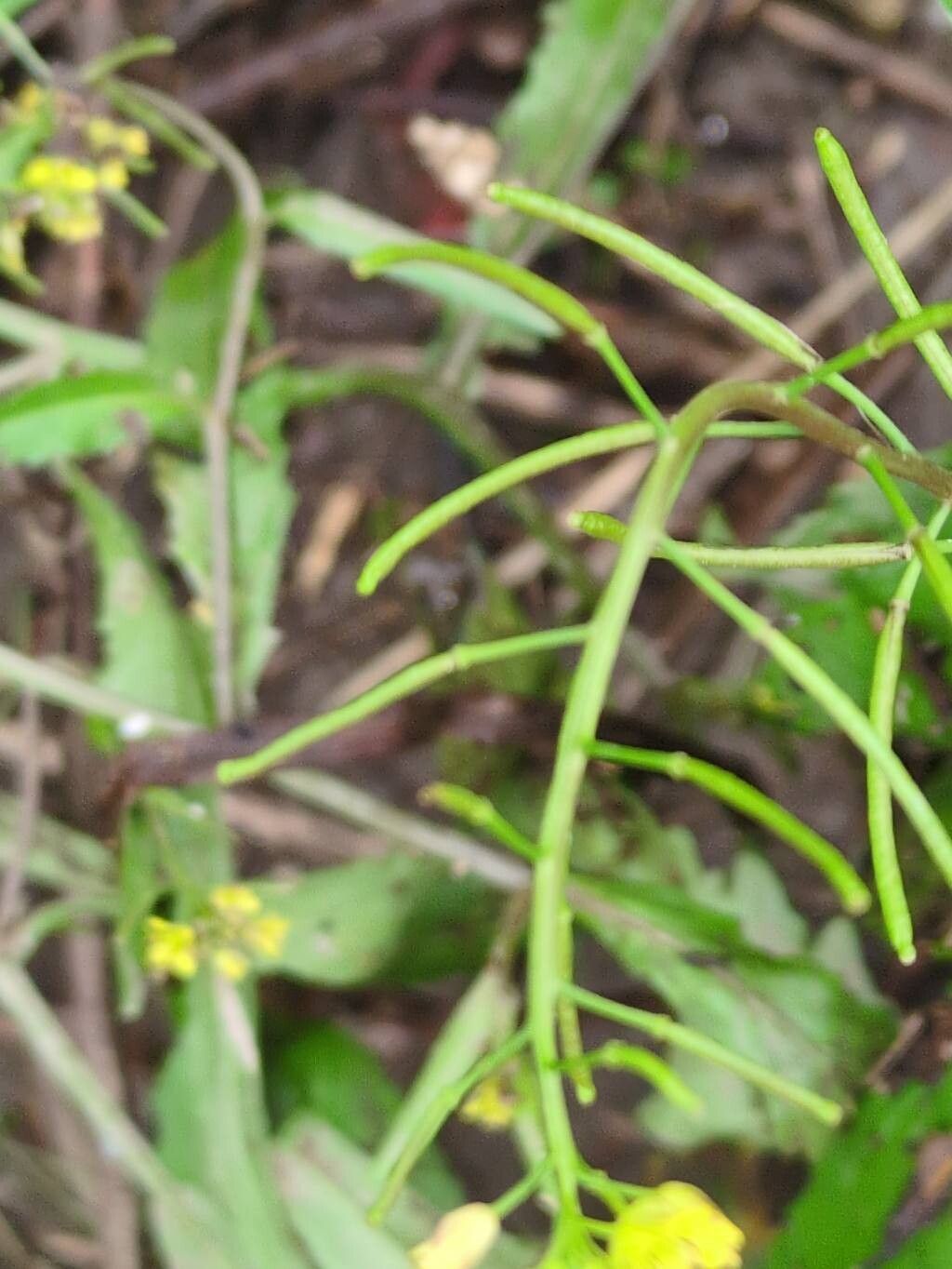 Rorippa indica fruit