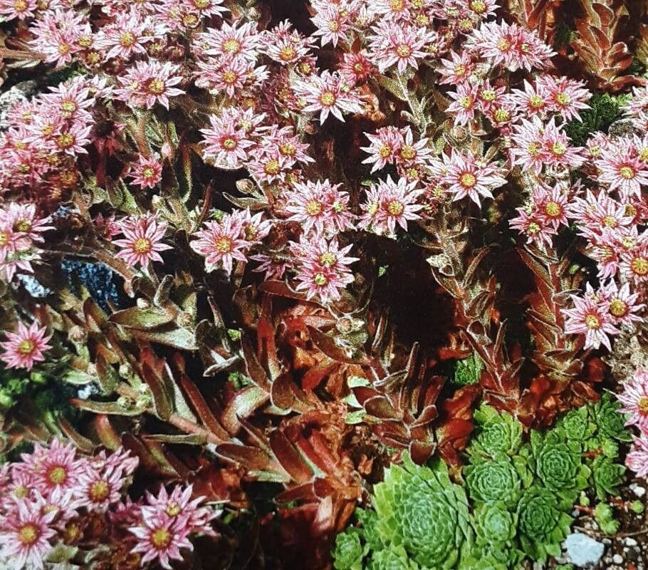 Sempervivum ruthenicum flower