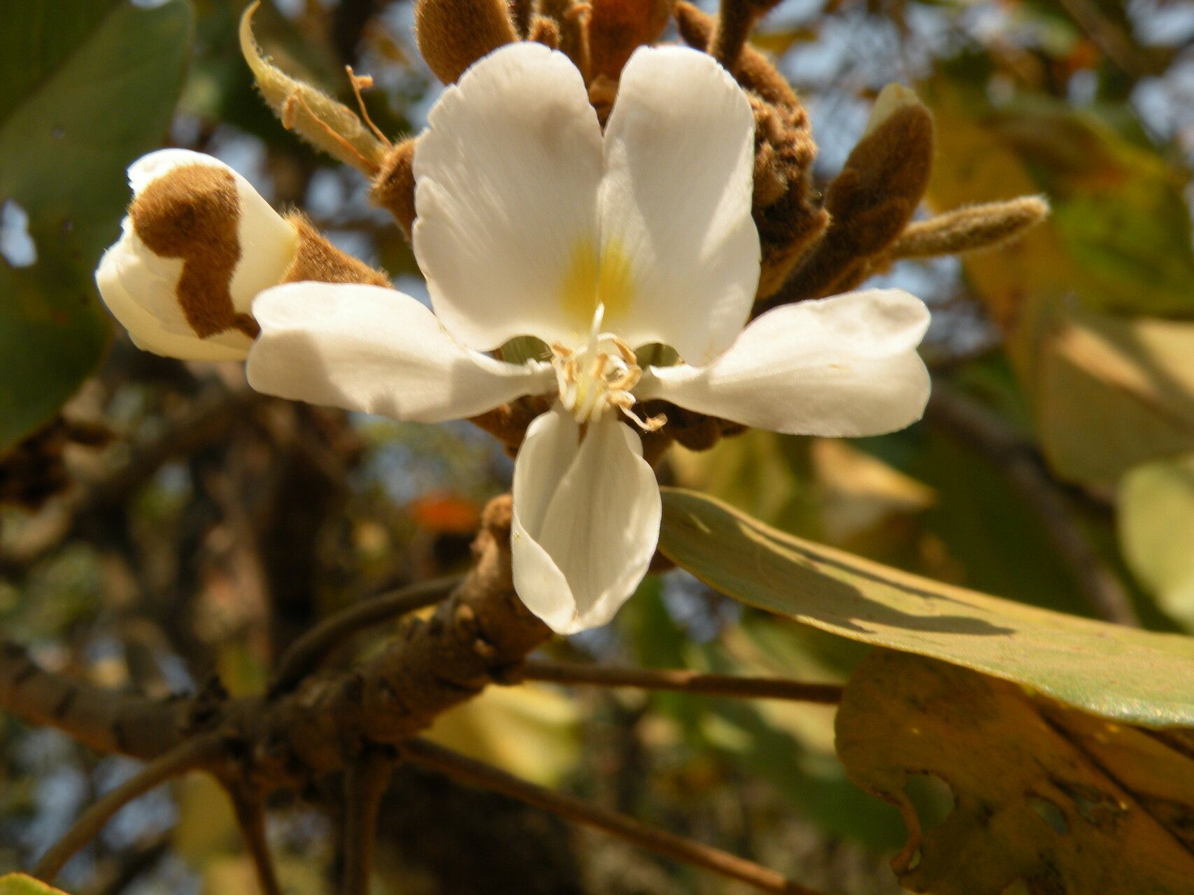 Baphia bequaertii flower