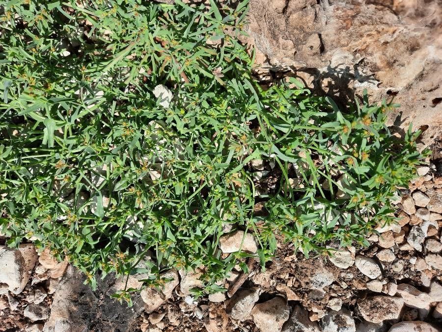 Euphorbia sulcata — houseplant care guide