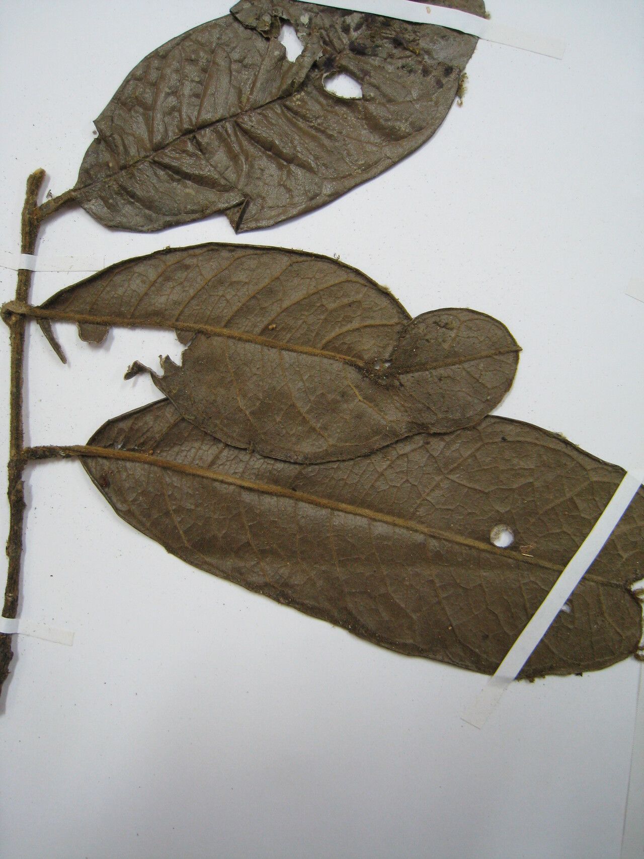 Tapura amazonica other